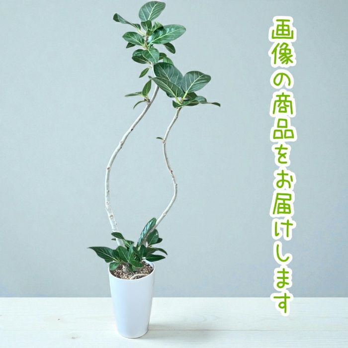 観葉植物現品販売