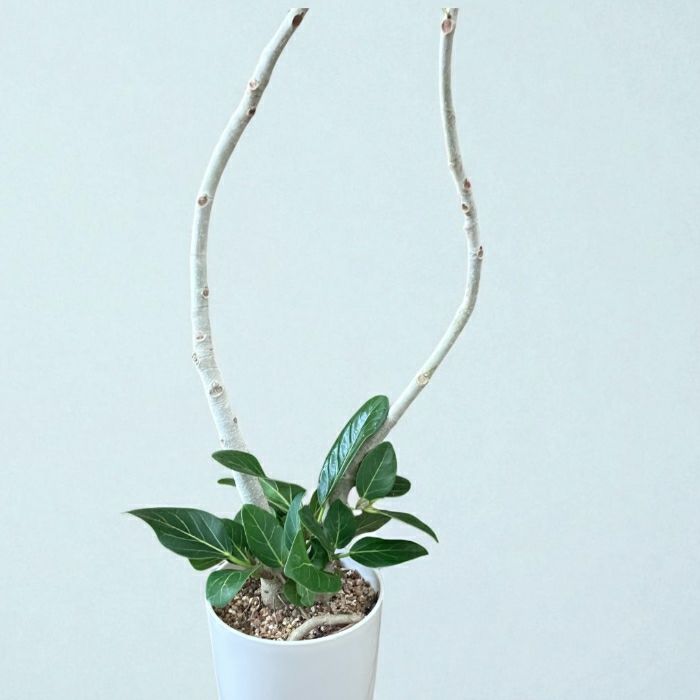 観葉植物現品販売