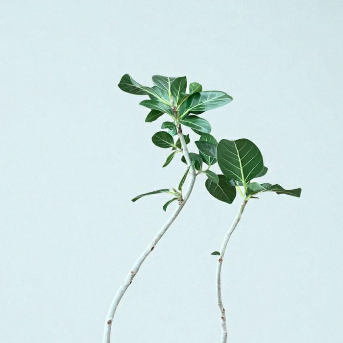 観葉植物現品販売