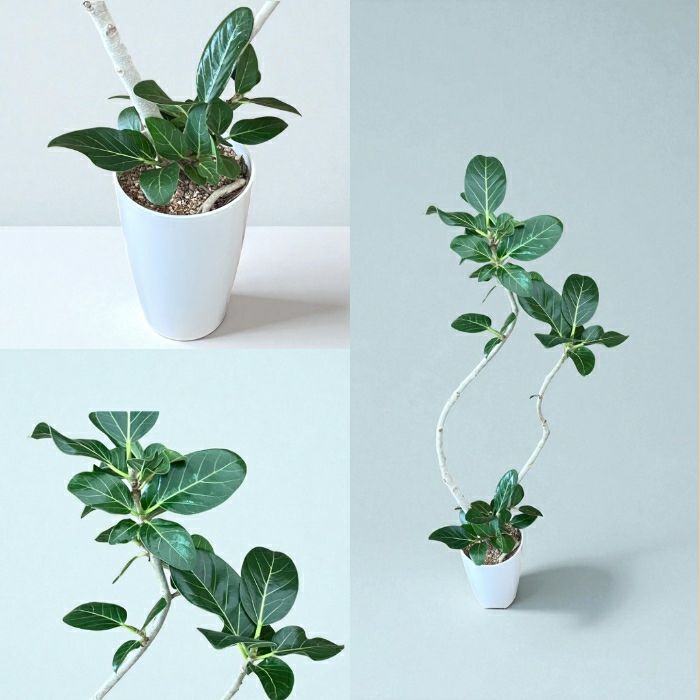 観葉植物現品販売
