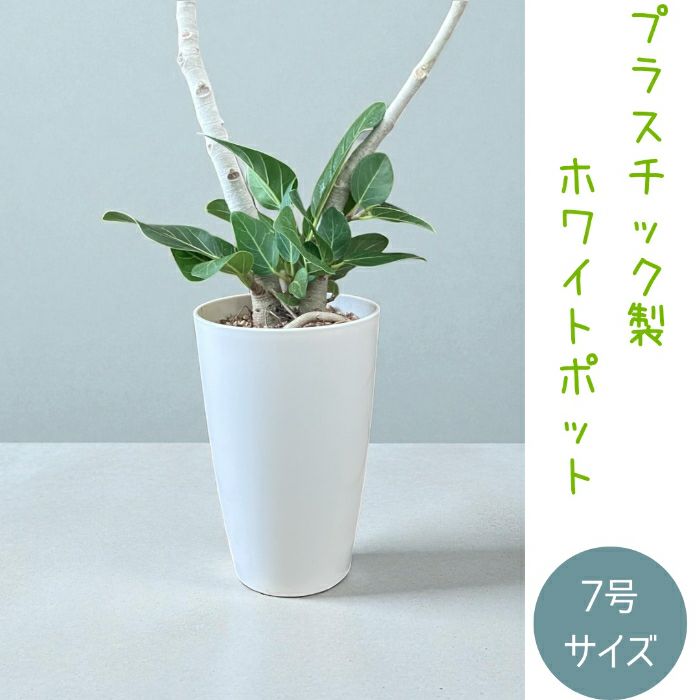 観葉植物現品販売