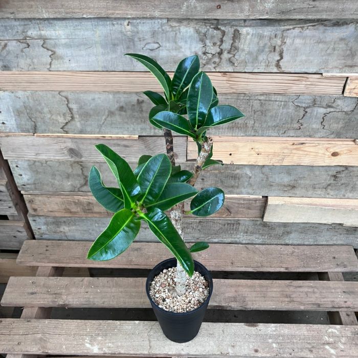 観葉植物現品販売