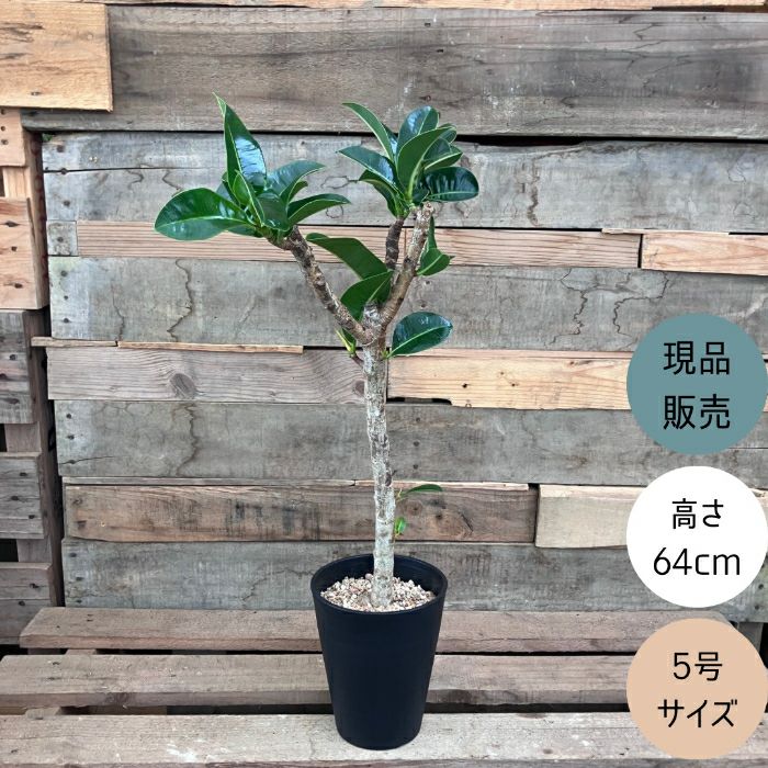 観葉植物現品販売