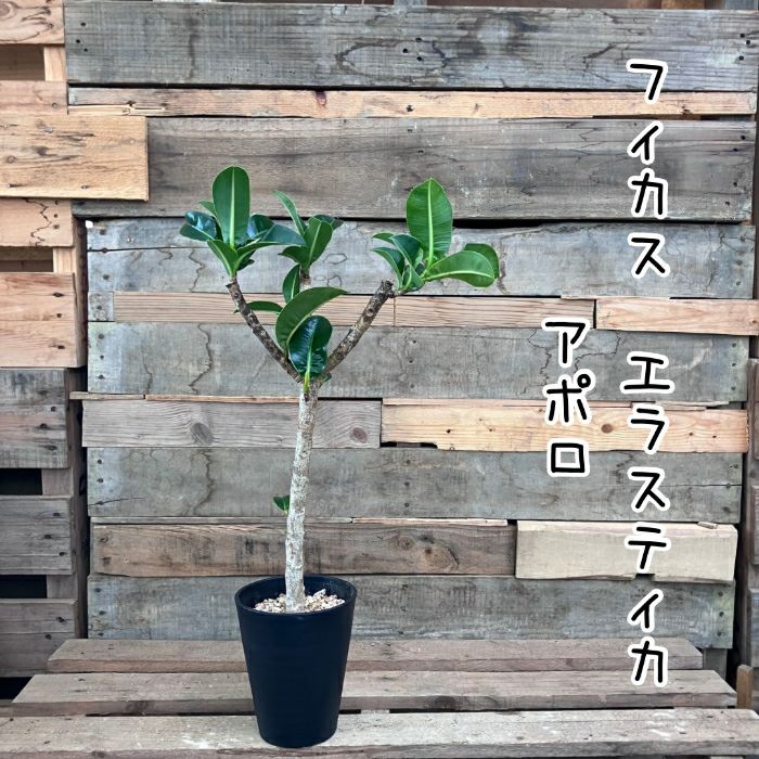 観葉植物現品販売