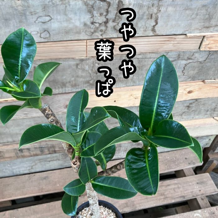 観葉植物現品販売