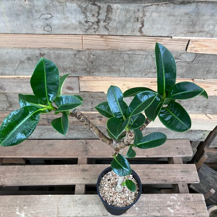 観葉植物現品販売