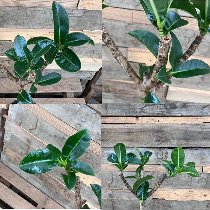 観葉植物現品販売