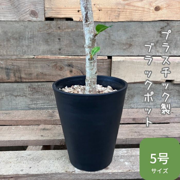 観葉植物現品販売