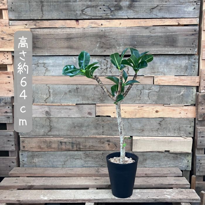 観葉植物現品販売