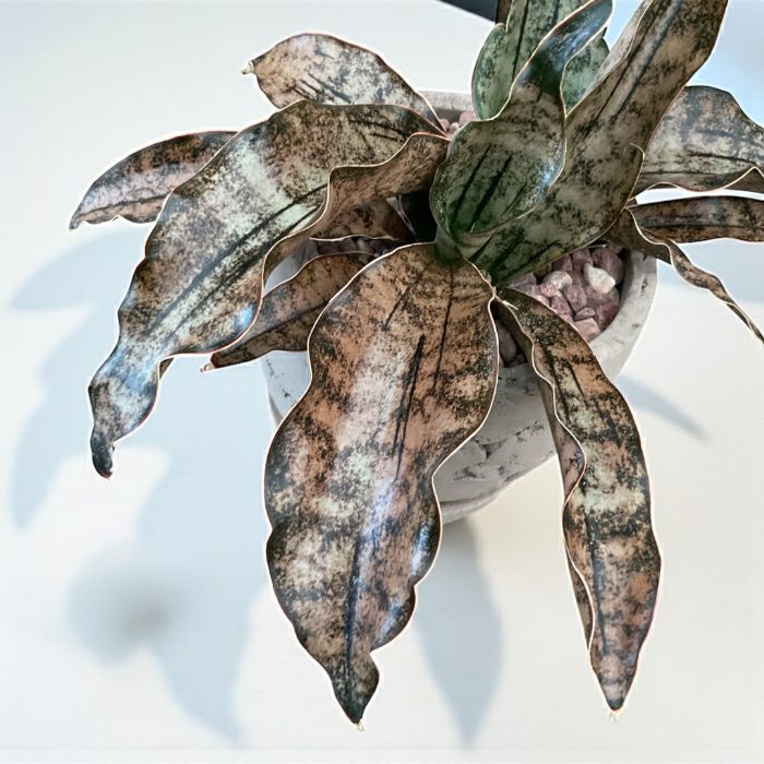 観葉植物現品販売