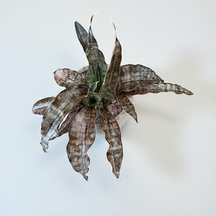 観葉植物現品販売