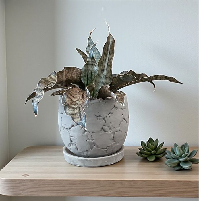 観葉植物現品販売