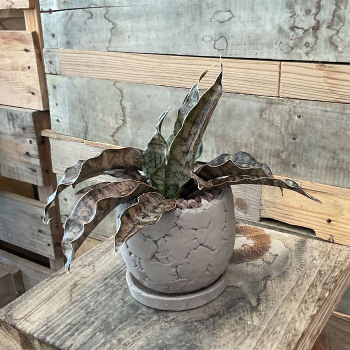 観葉植物現品販売