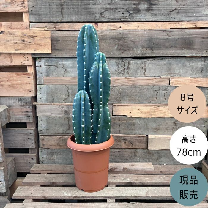 観葉植物現品販売