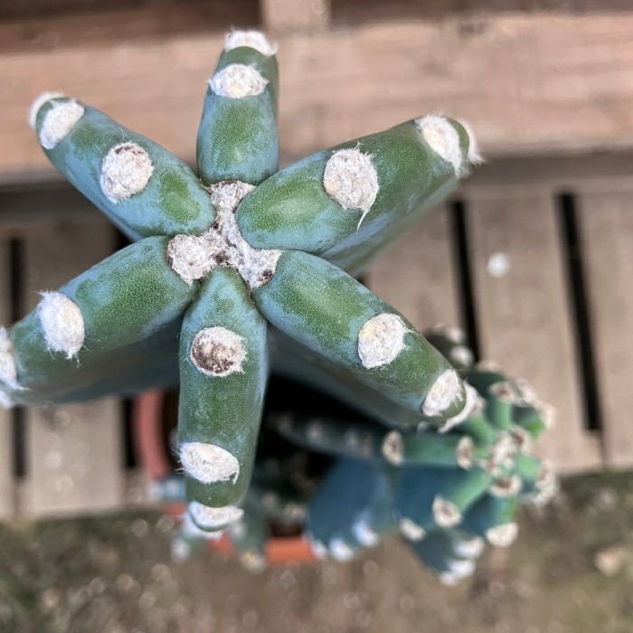 観葉植物現品販売