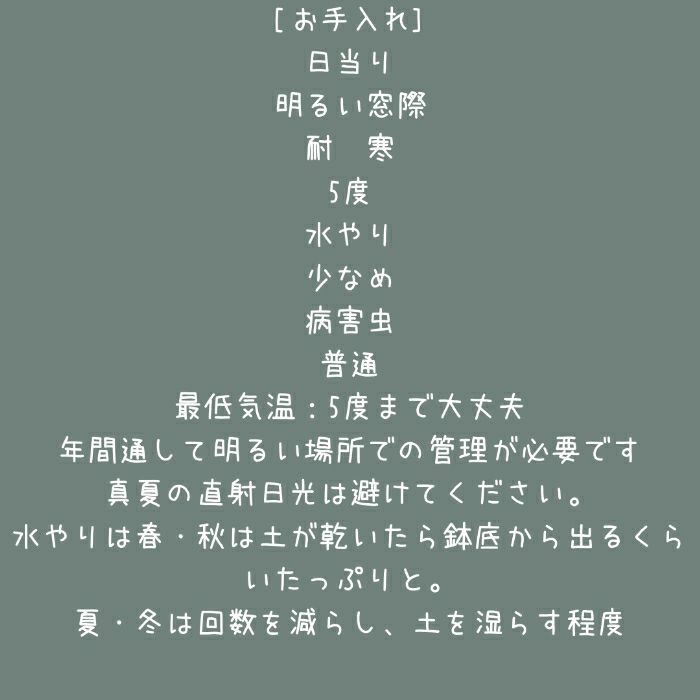 観葉植物現品販売