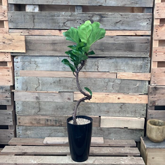 観葉植物現品販売