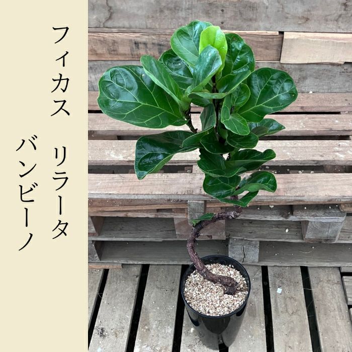 観葉植物現品販売