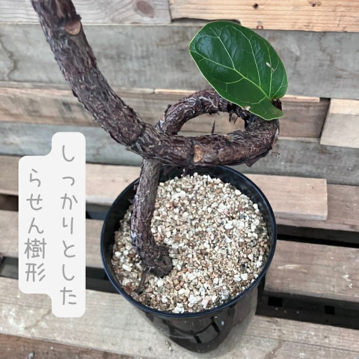 観葉植物現品販売