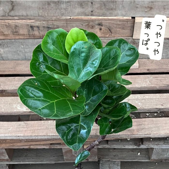 観葉植物現品販売