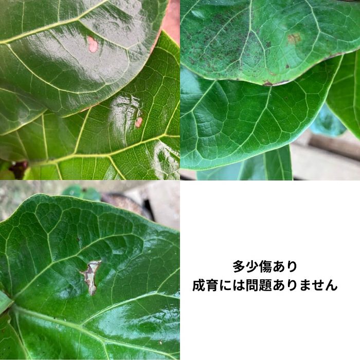 観葉植物現品販売