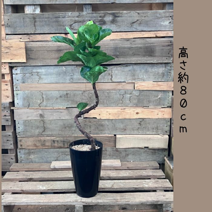 観葉植物現品販売