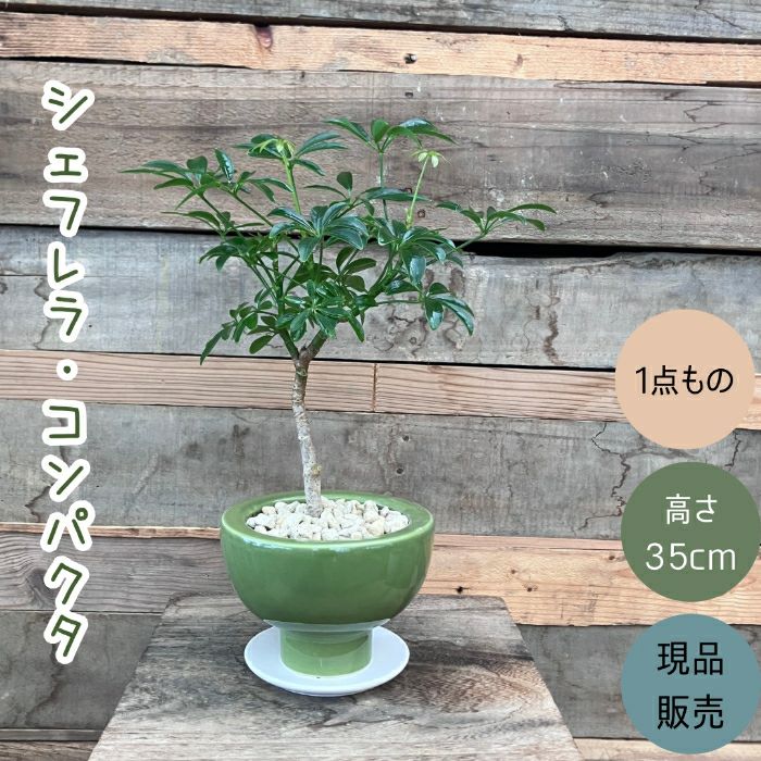 観葉植物現品販売