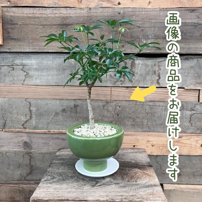 観葉植物現品販売