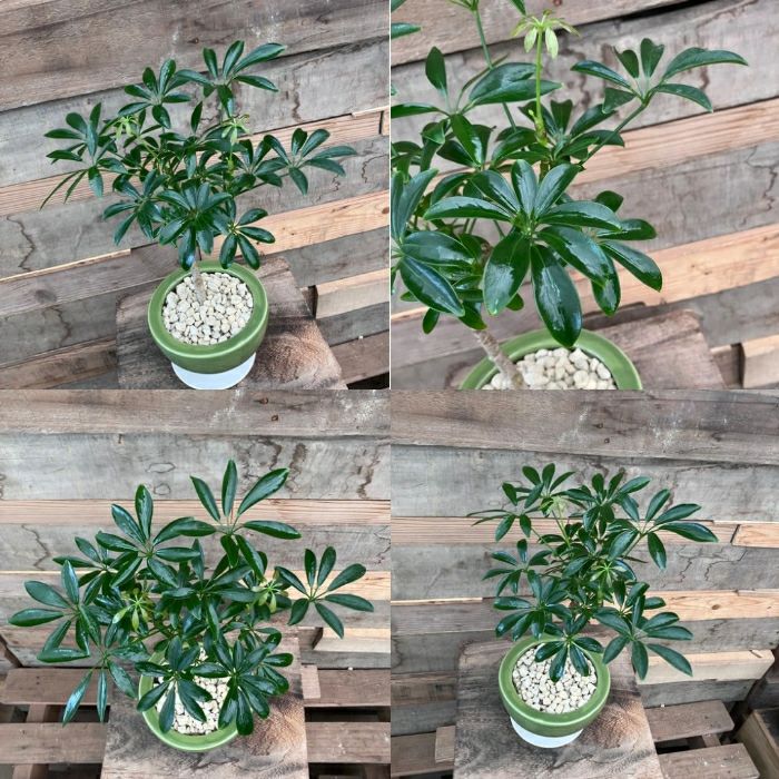 観葉植物現品販売