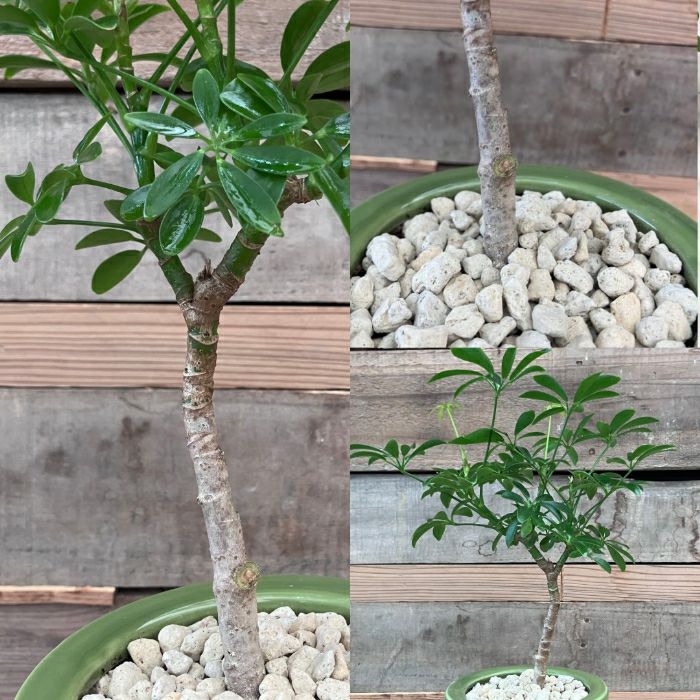 観葉植物現品販売
