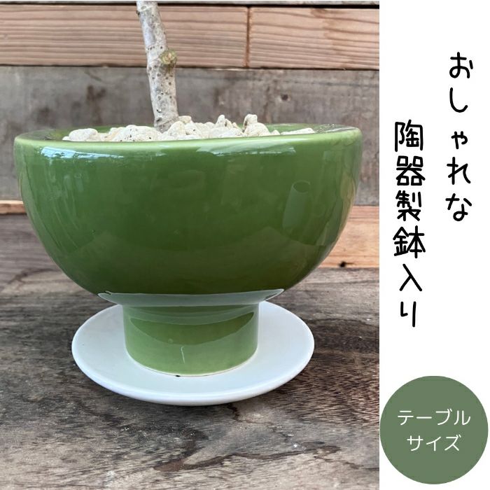 観葉植物現品販売