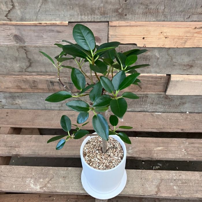 観葉植物現品販売