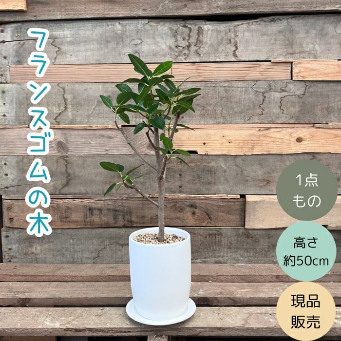 観葉植物現品販売