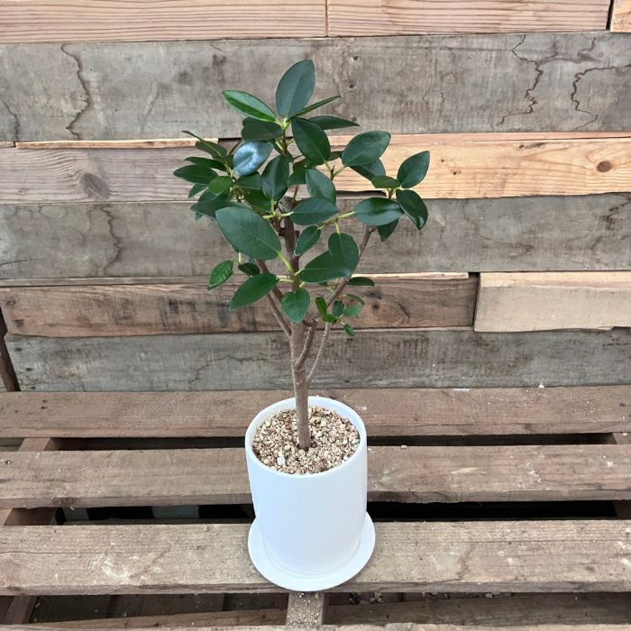 観葉植物現品販売