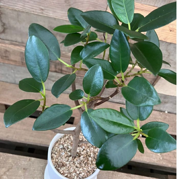 観葉植物現品販売