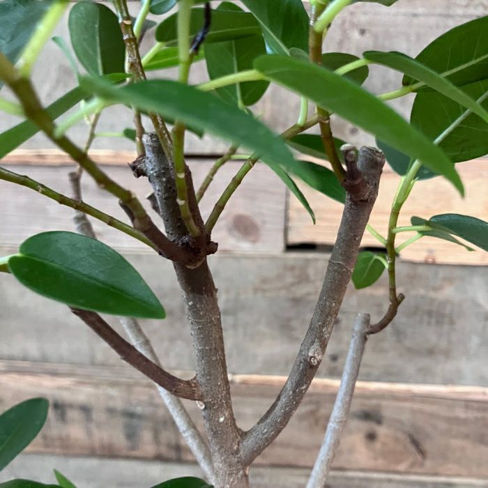 観葉植物現品販売