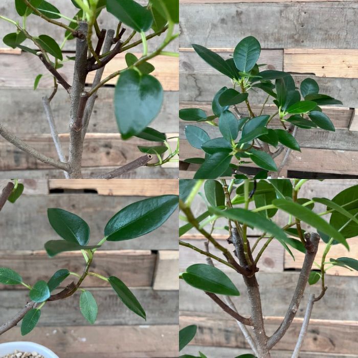 観葉植物現品販売