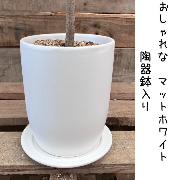 観葉植物現品販売