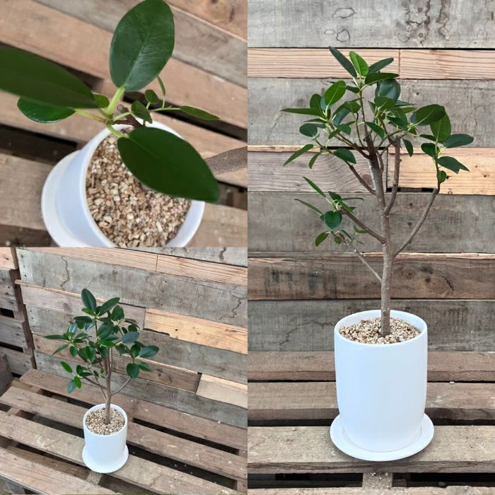 観葉植物現品販売