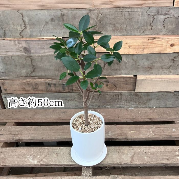 観葉植物現品販売
