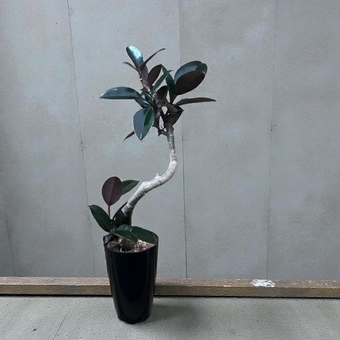 観葉植物現品販売