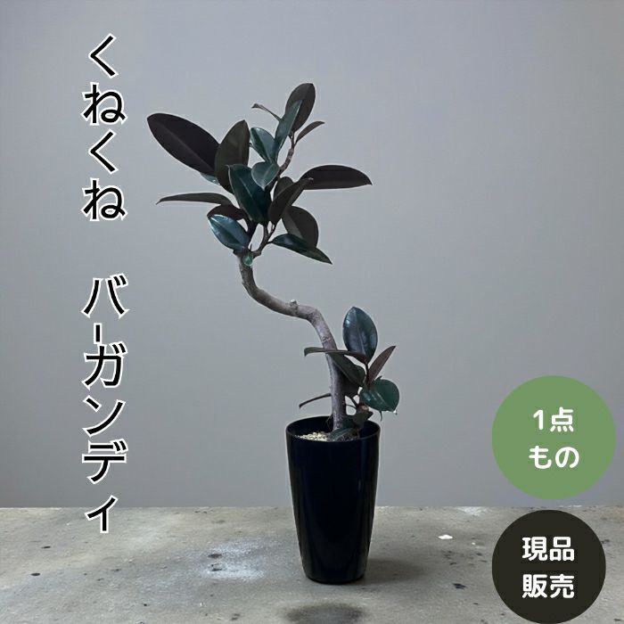 観葉植物現品販売