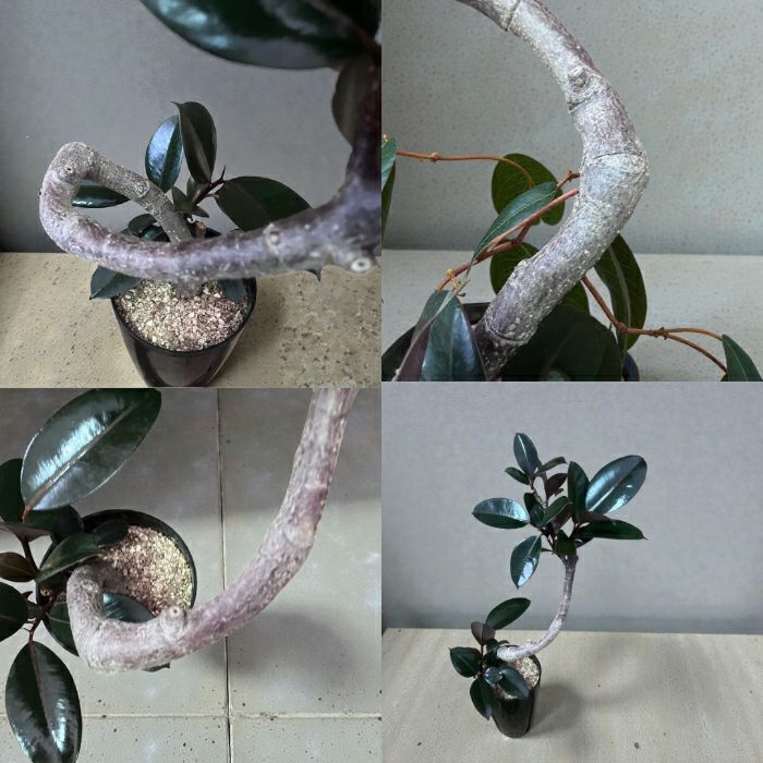 観葉植物現品販売