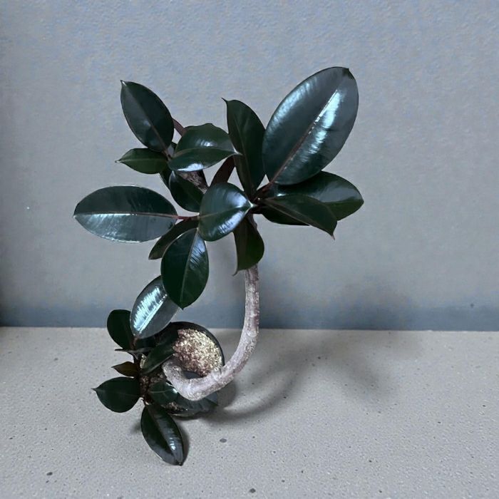 観葉植物現品販売