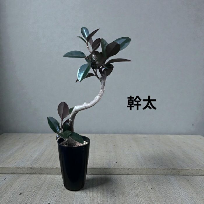 観葉植物現品販売