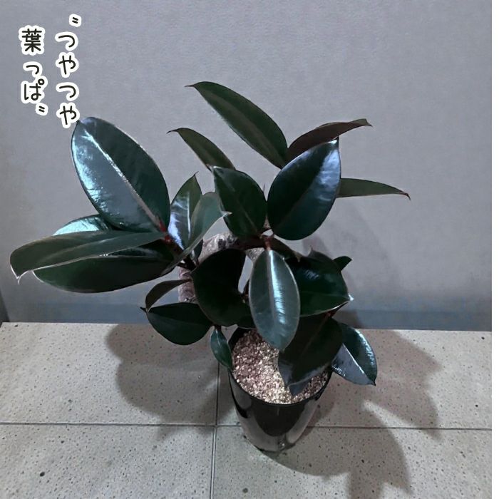観葉植物現品販売