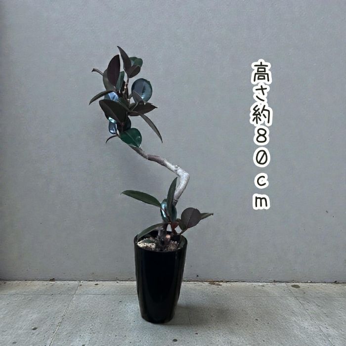 観葉植物現品販売