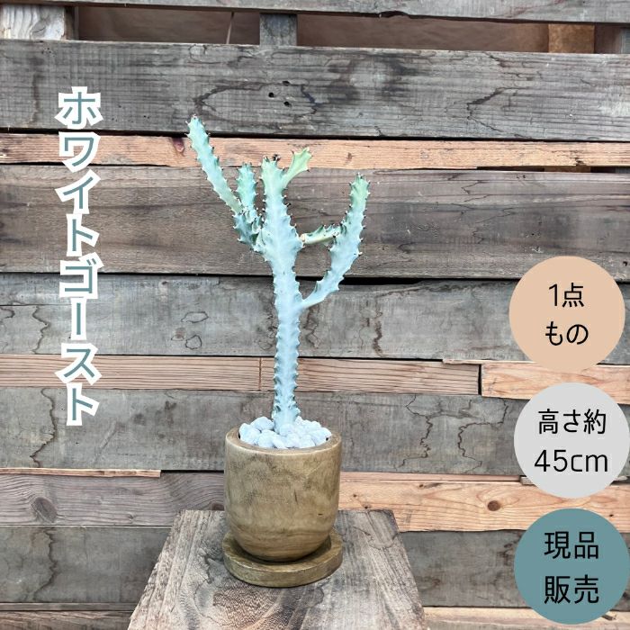 観葉植物現品販売