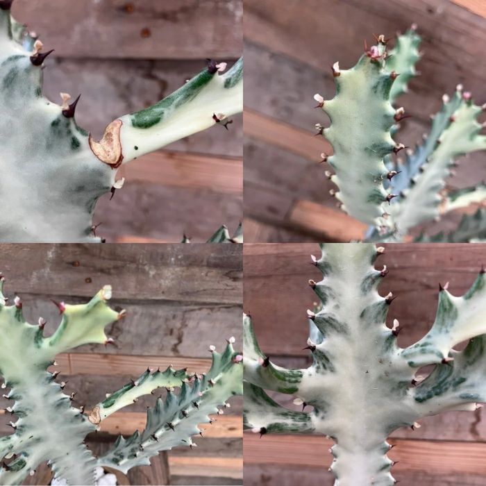 観葉植物現品販売