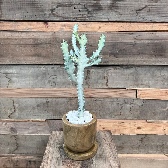 観葉植物現品販売